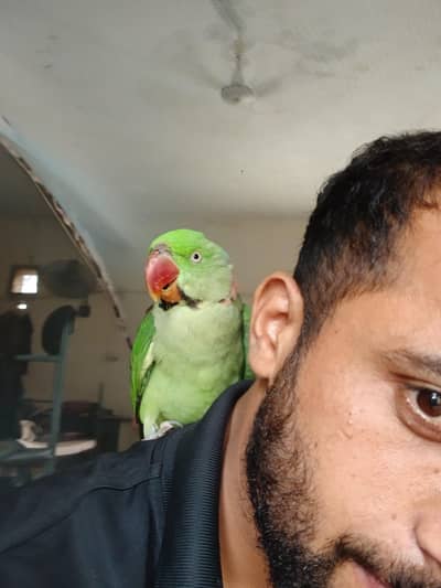 parrot for sale