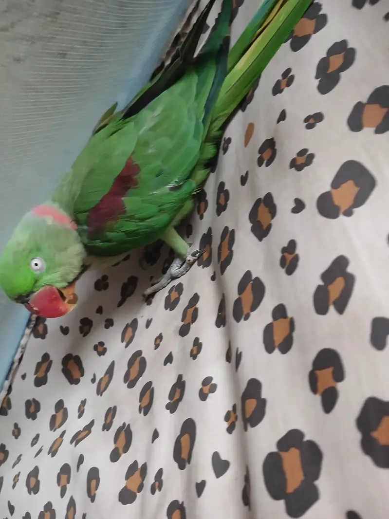 parrot for sale — photo 2
