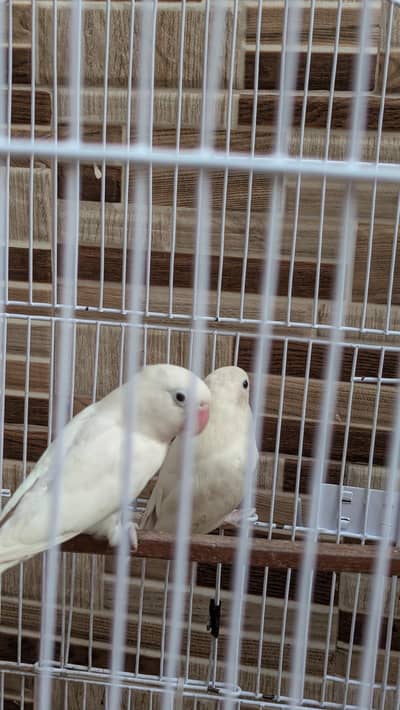 1 pair or or 1 green love bird ha picture me dekhle
