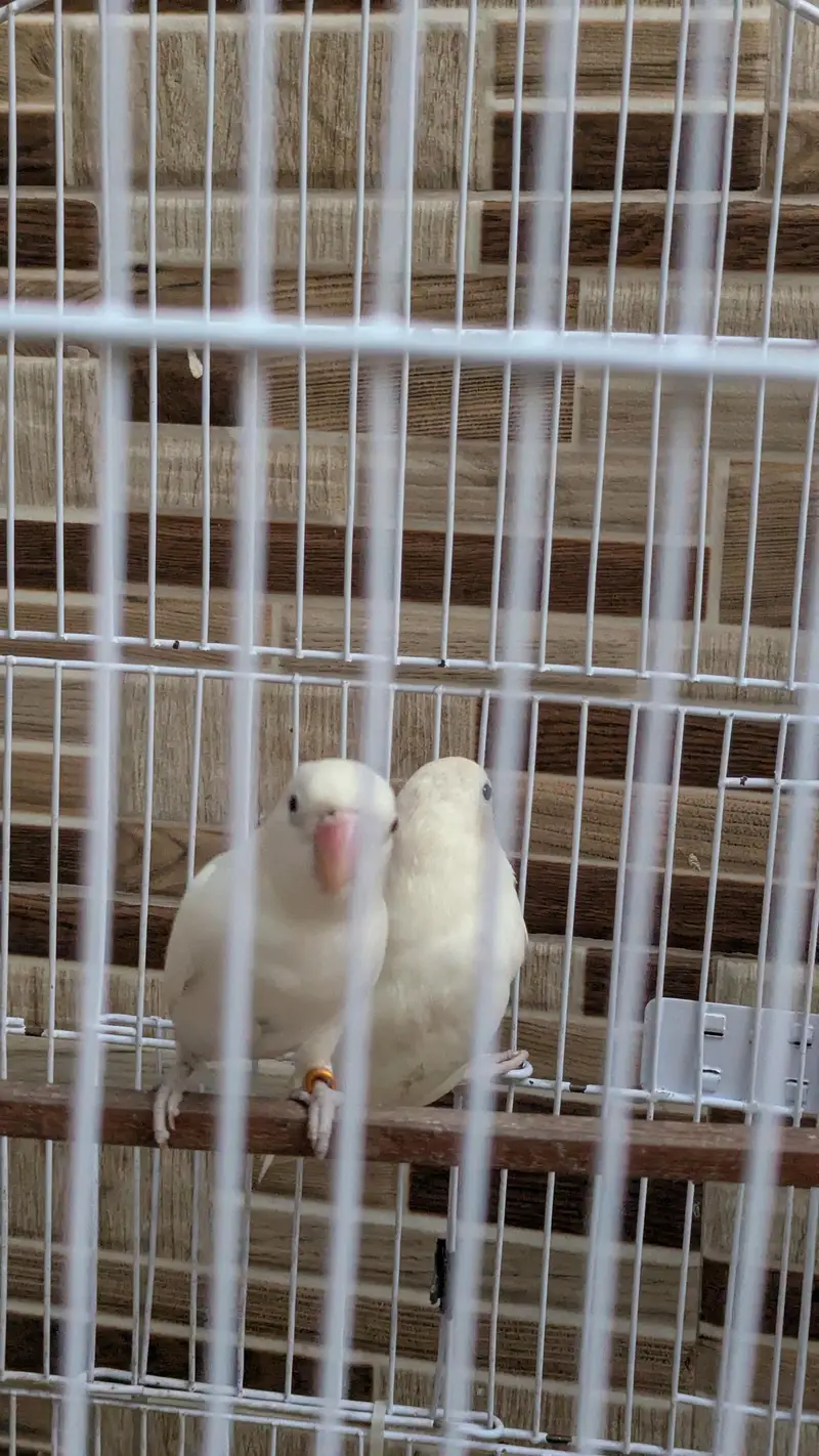 1 pair or or 1 green love bird ha picture me dekhle — photo 2