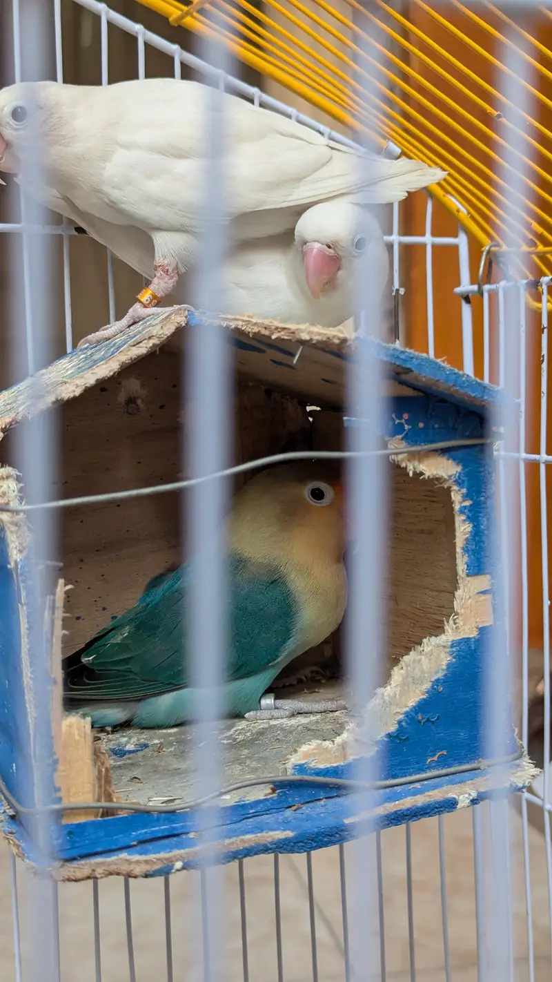 1 pair or or 1 green love bird ha picture me dekhle — photo 3