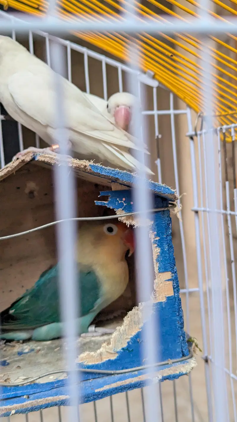 1 pair or or 1 green love bird ha picture me dekhle — photo 4