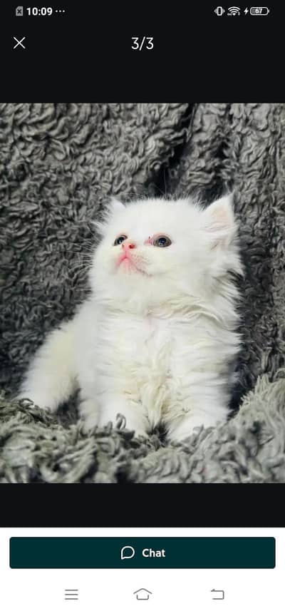 Persian cat for sale male or female my WhatsApp number03447870160