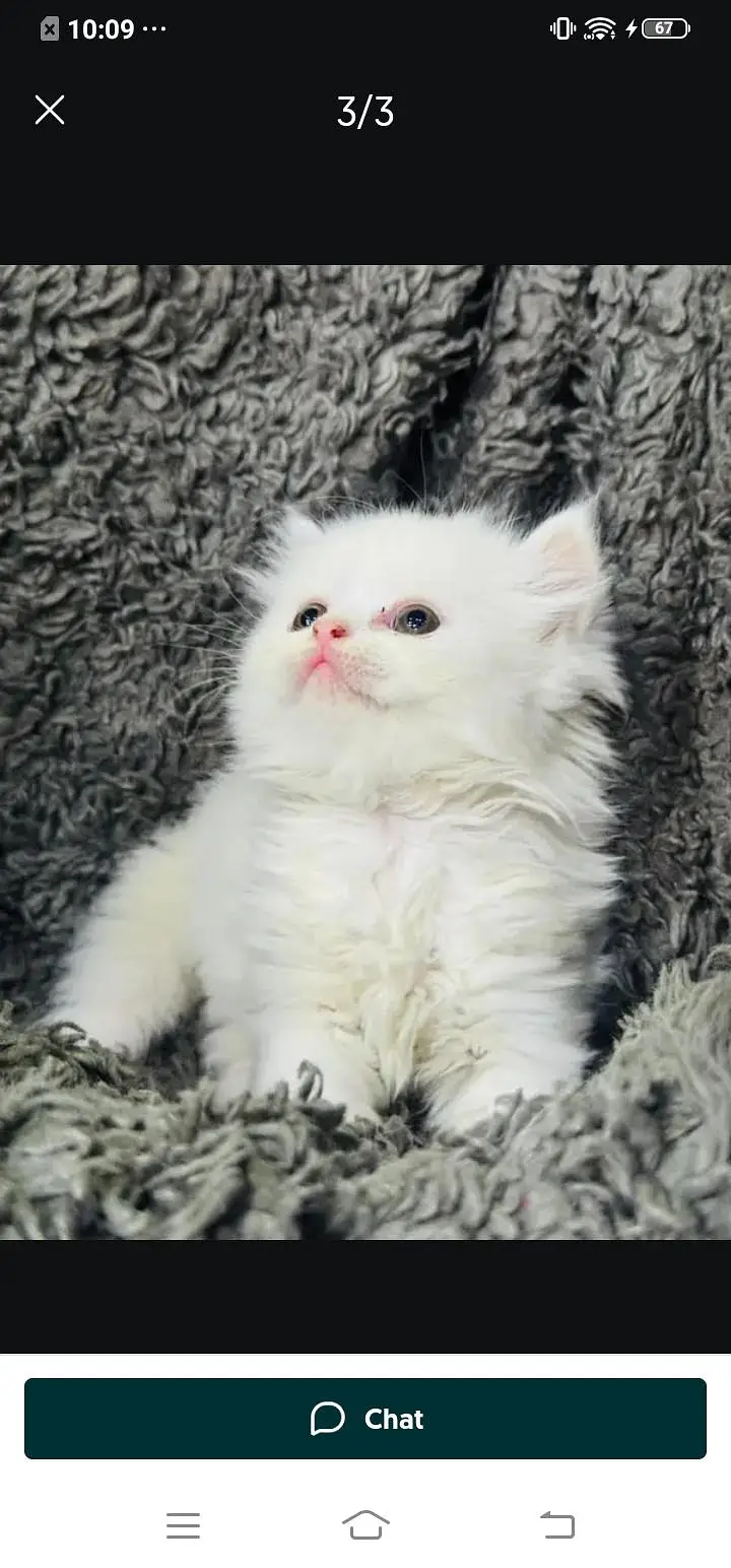 Persian cat for sale male or female my WhatsApp number03447870160 — photo 2