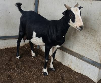 Bakri