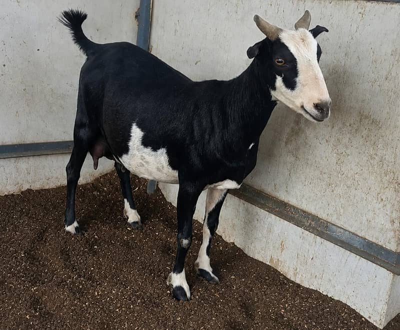Bakri 0