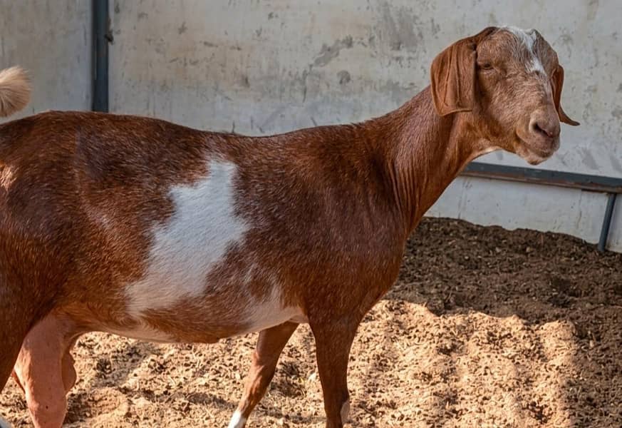 Bakri 1