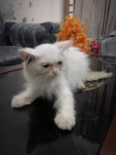 Pure Russian Breed White Kitten – Blue-Eyed