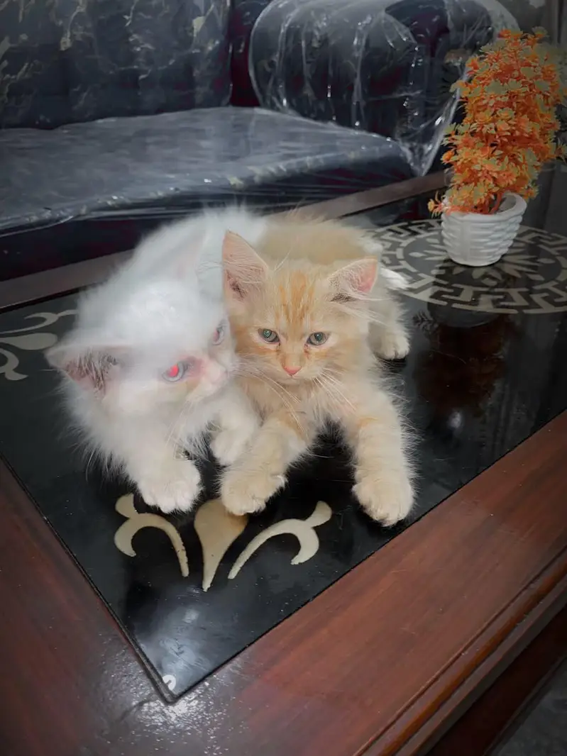 Pure Russian Breed White Kitten – Blue-Eyed — photo 2
