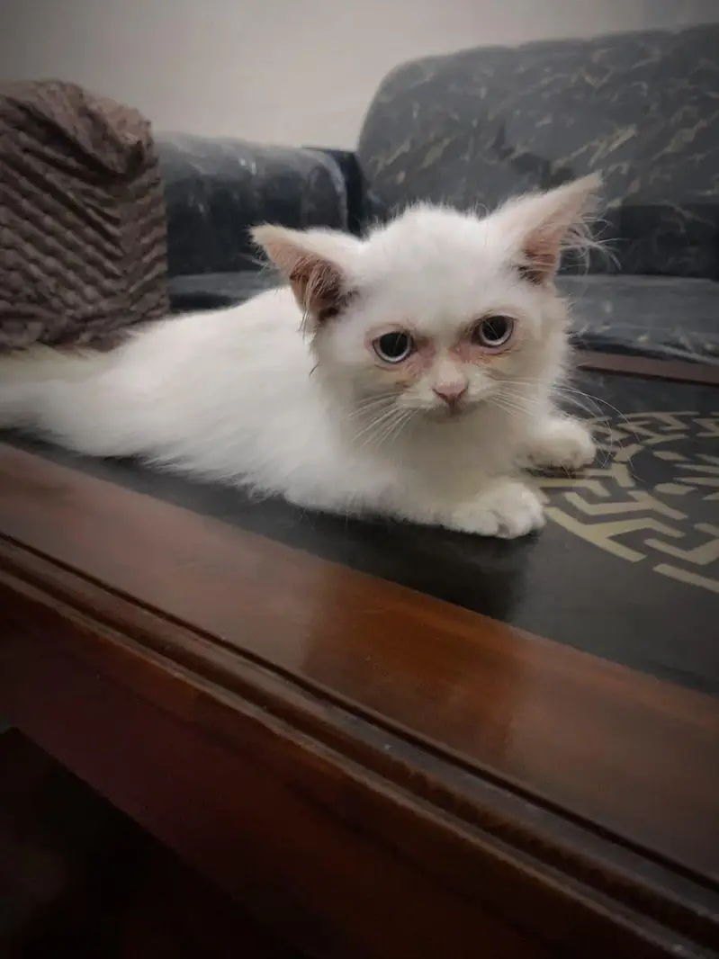 Pure Russian Breed White Kitten – Blue-Eyed — photo 3
