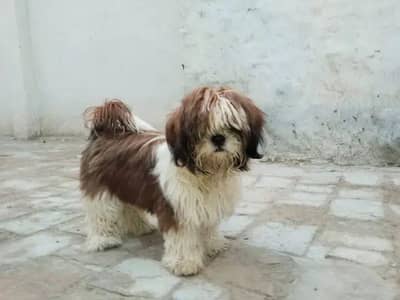 shih tzu dog female 11 month