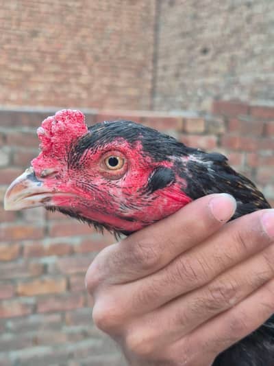 Aseel breeder male