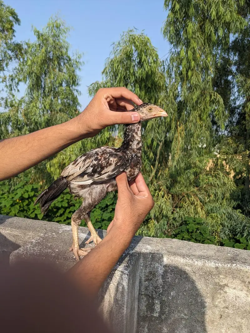 aseel chicks — photo 2