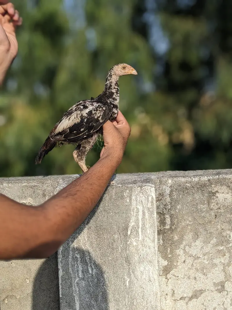 aseel chicks — photo 3