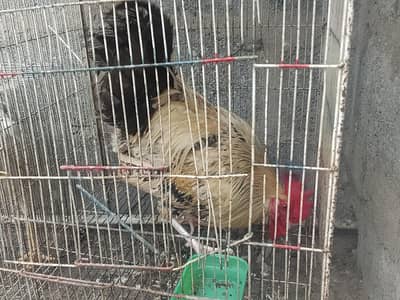 Hens Available for sale