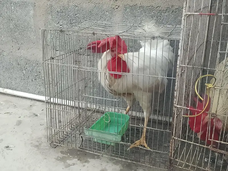 Hens Available for sale — photo 2