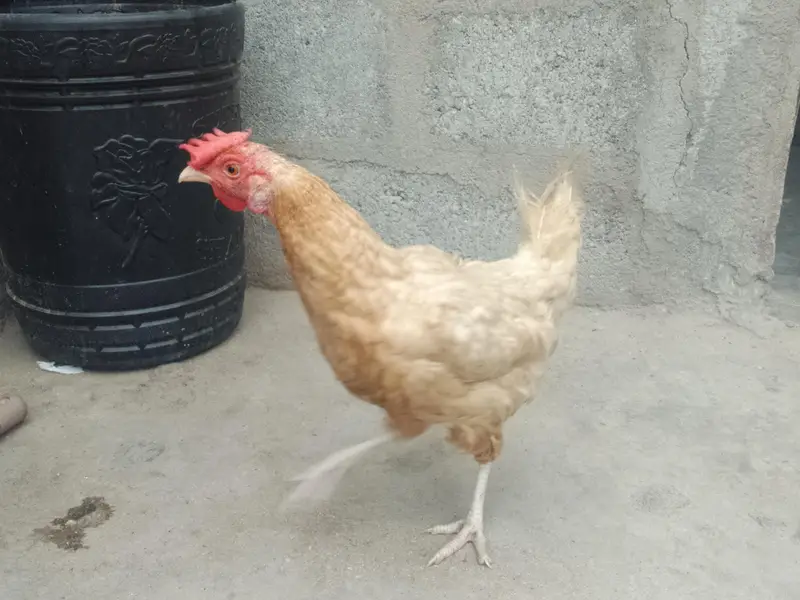Hens Available for sale — photo 3