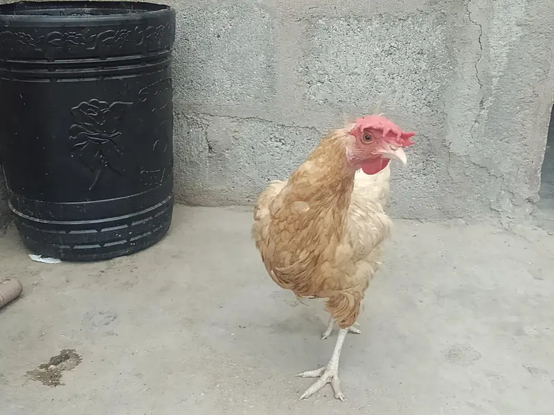Hens Available for sale — photo 4