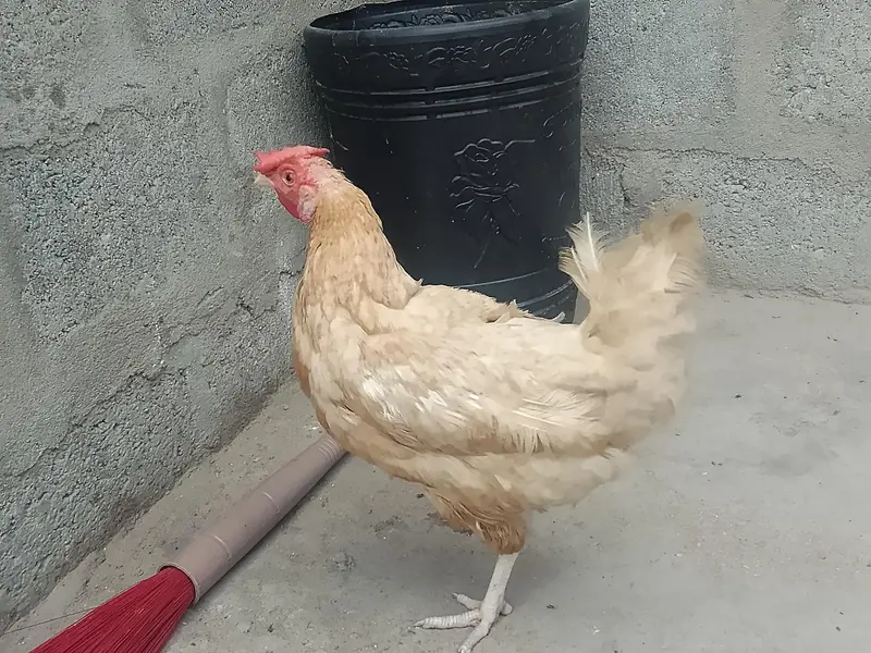 Hens Available for sale — photo 5