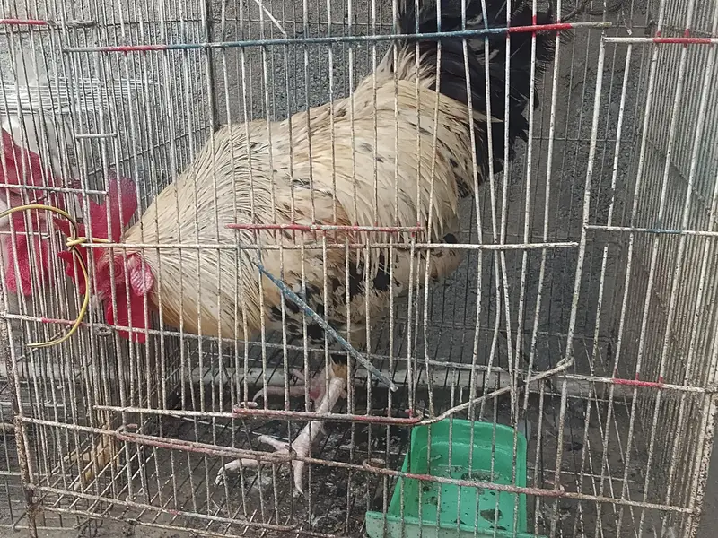 Hens Available for sale — photo 6