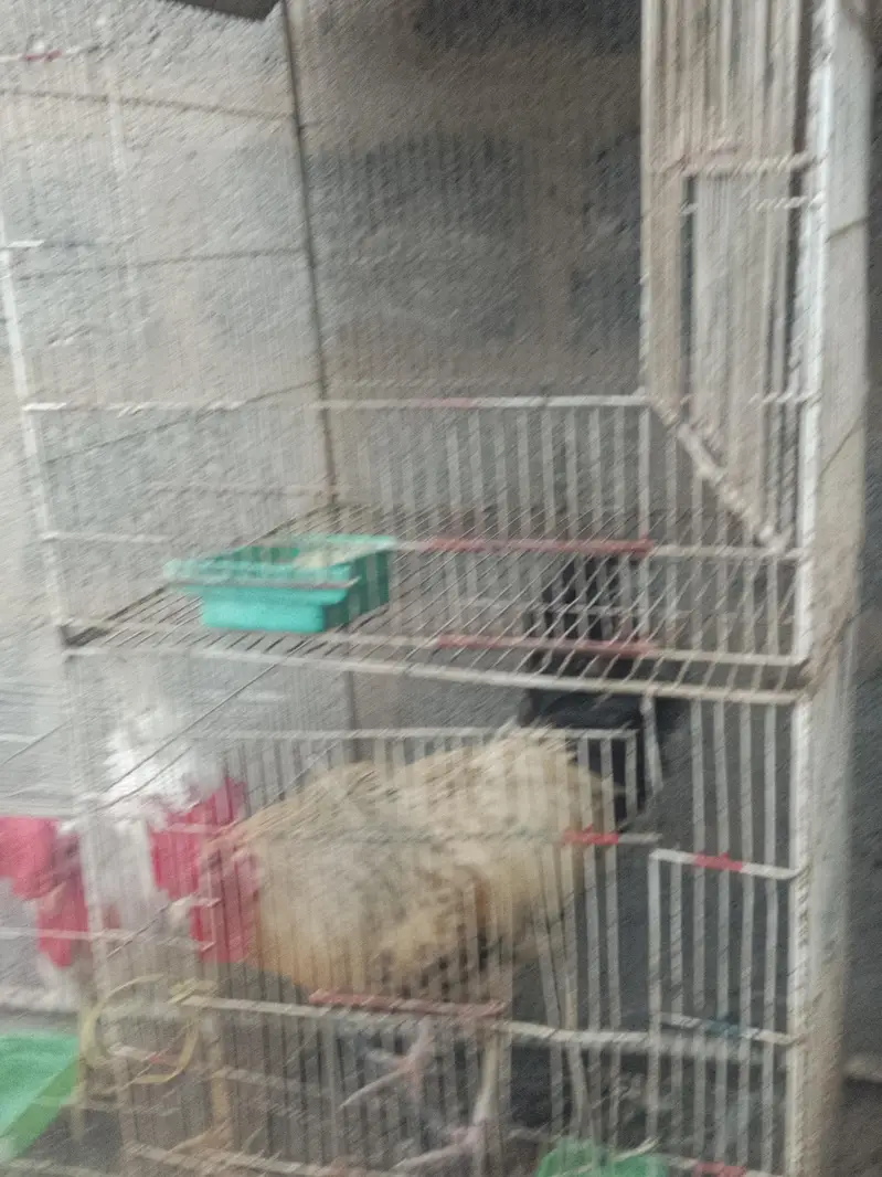 Hens Available for sale — photo 7