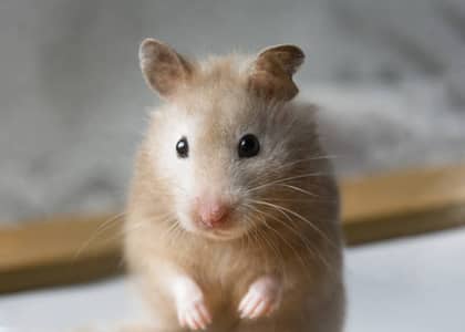 Syrian Hamsters