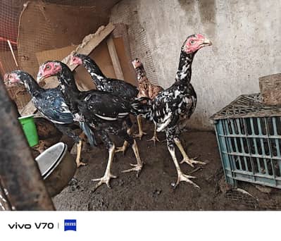 Quality thai cross  Aseel Patha pathiya