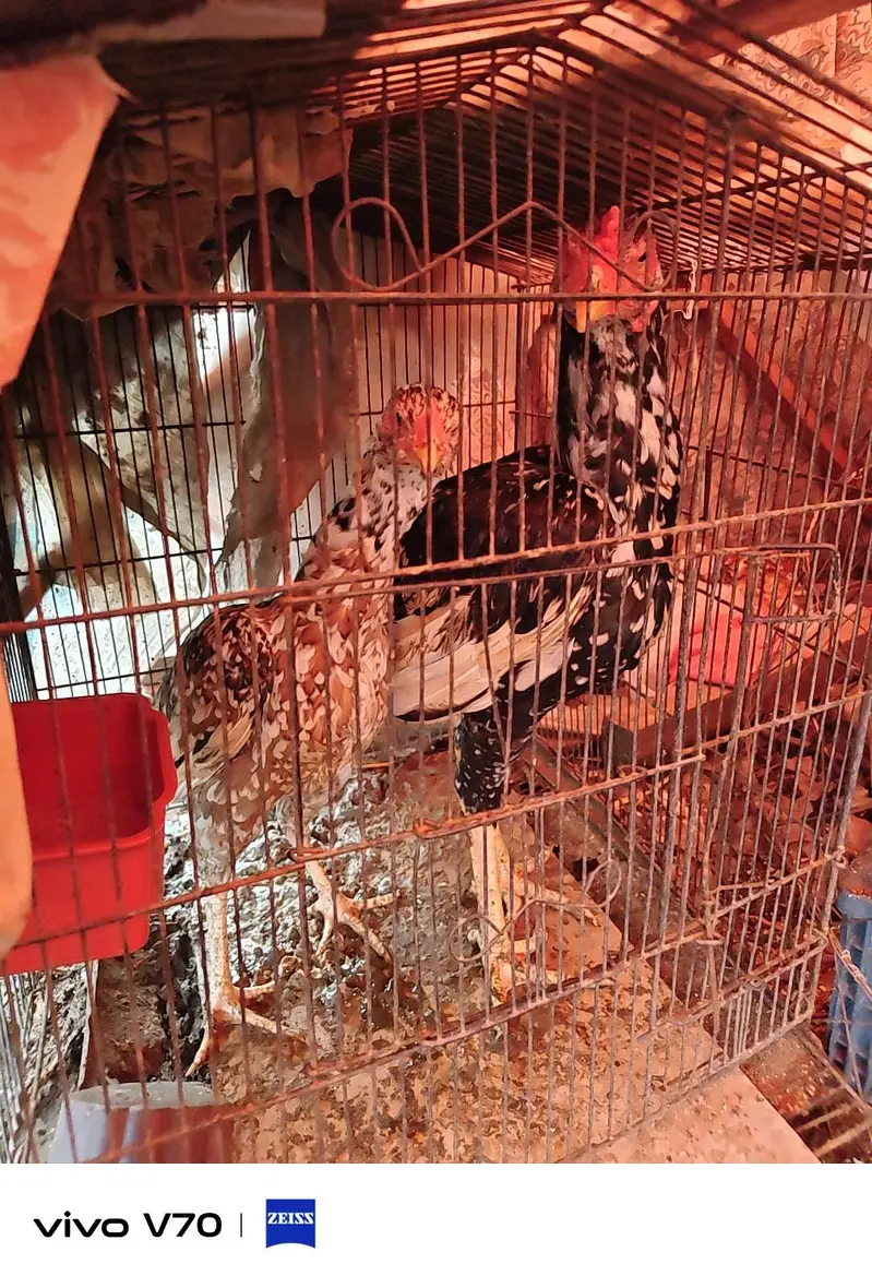 Quality thai cross  Aseel Patha pathiya — photo 3