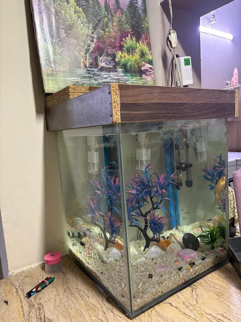 fish aquarium + 3 golden fishes + all accessories + wooden hood