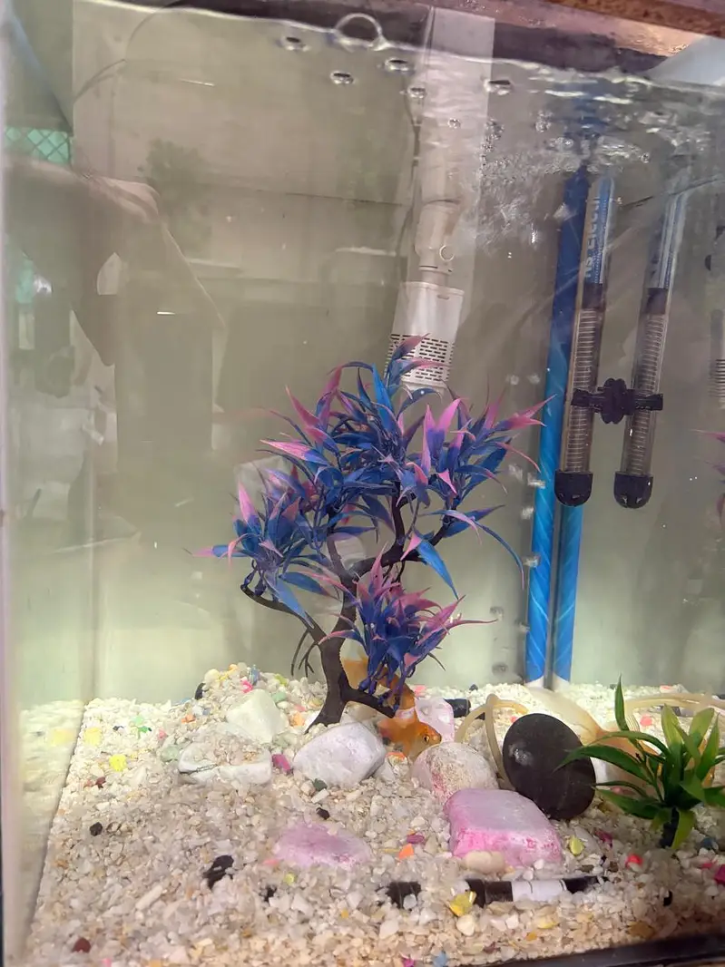 fish aquarium + 3 golden fishes + all accessories + wooden hood — photo 2