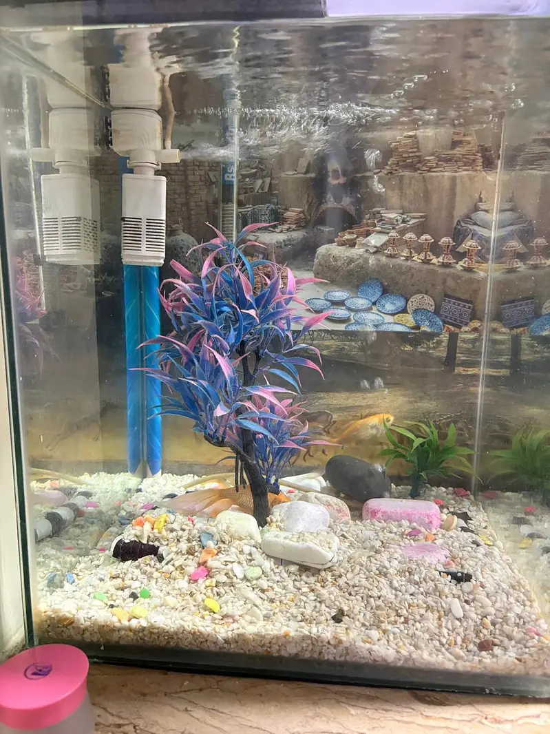 fish aquarium + 3 golden fishes + all accessories + wooden hood — photo 3