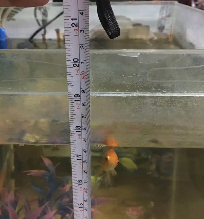 fish aquarium + 3 golden fishes + all accessories + wooden hood — photo 6