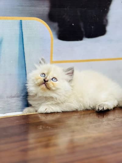 Cash on delivery parshion punch face kittens