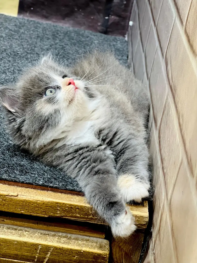 Cash on delivery parshion punch face kittens — photo 3
