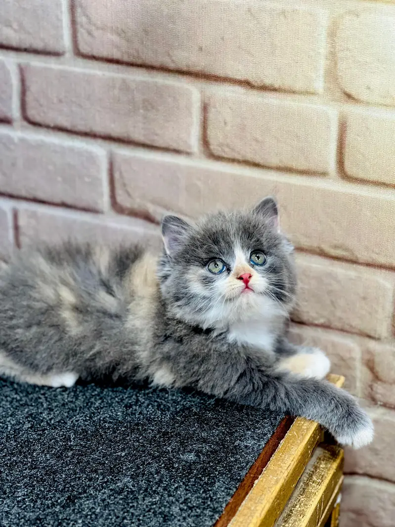 Cash on delivery parshion punch face kittens — photo 4