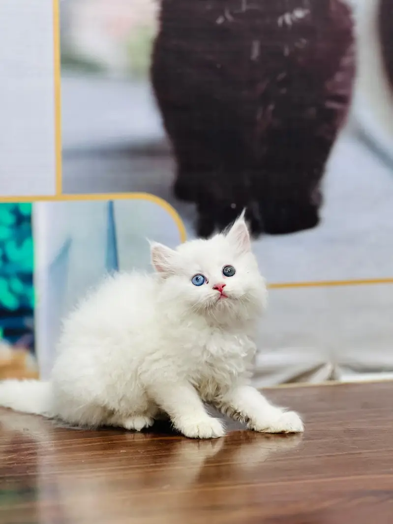 Cash on delivery parshion punch face kittens — photo 5