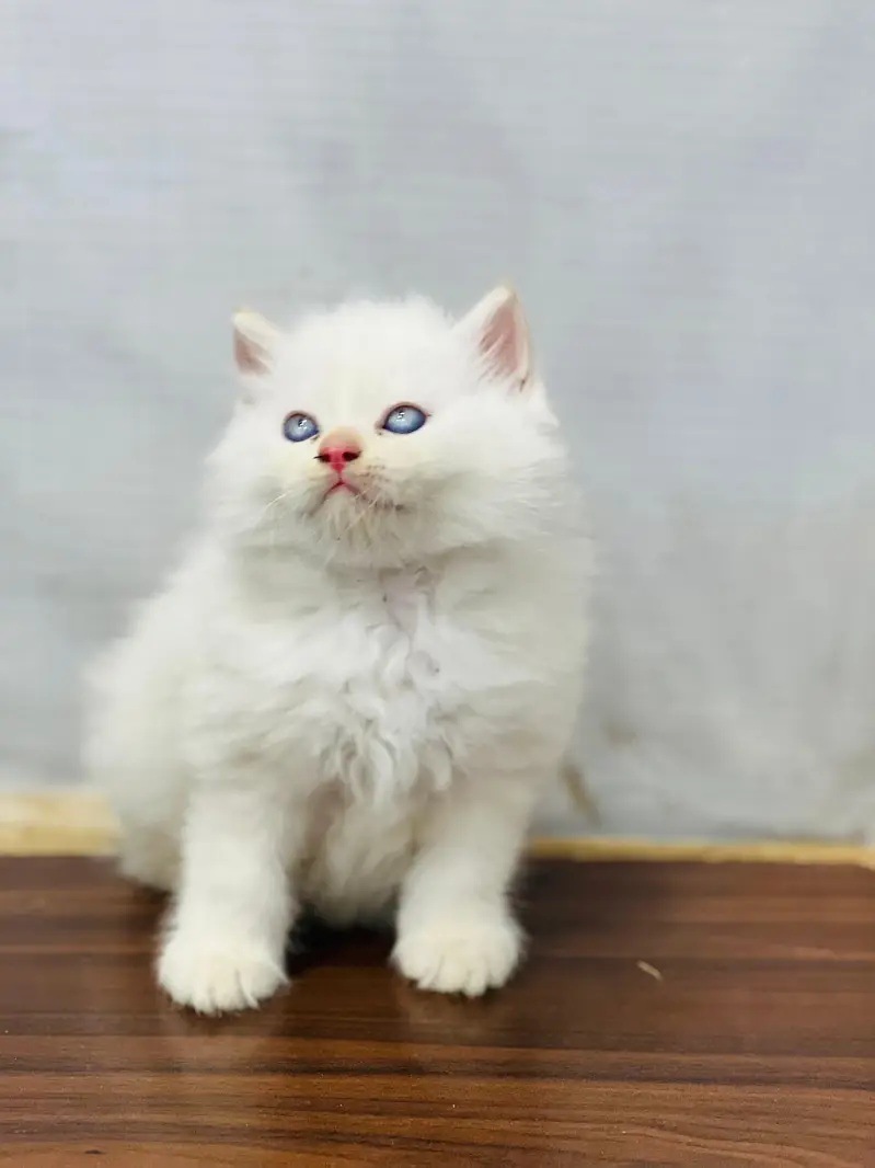 Cash on delivery parshion punch face kittens — photo 10