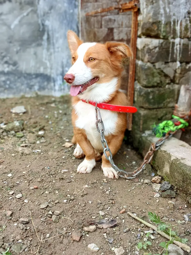 pasta dog lambi dum — photo 4
