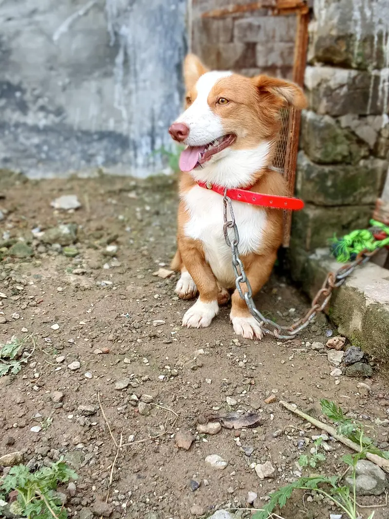pasta dog lambi dum — photo 5