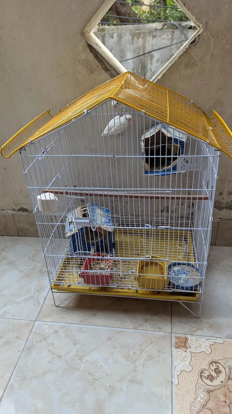1 pair or or 1 green love bird ha picture me dekhle — photo 6