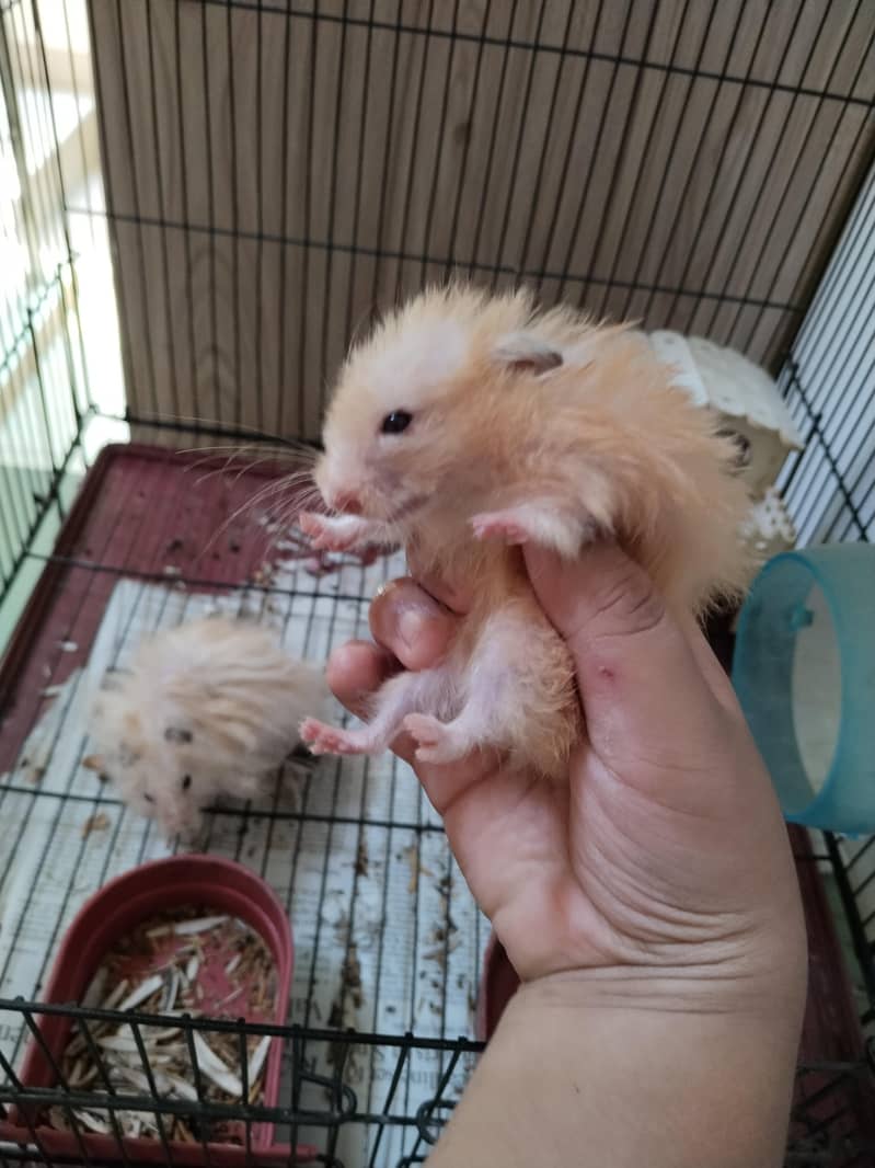Hamsters 0