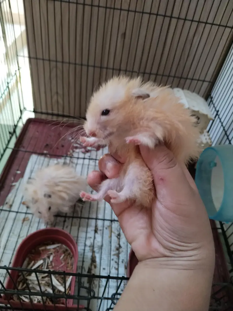Hamsters