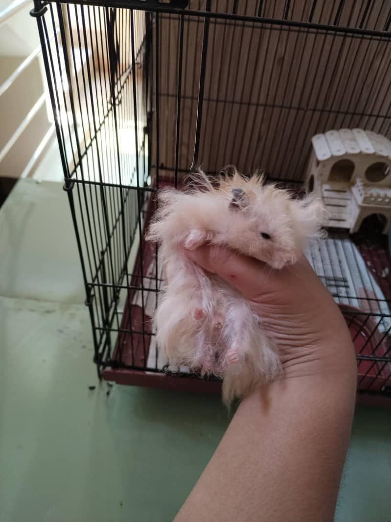 Hamsters 1