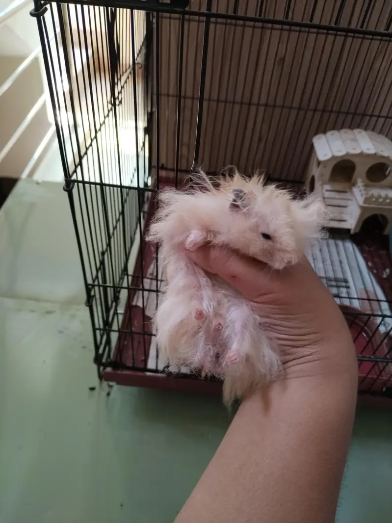 Hamsters — photo 2