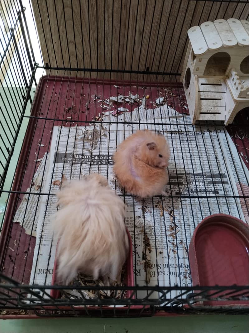 Hamsters 2