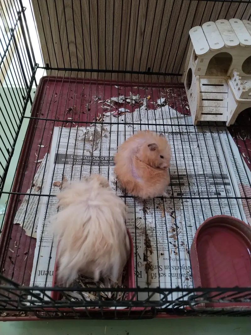 Hamsters — photo 3