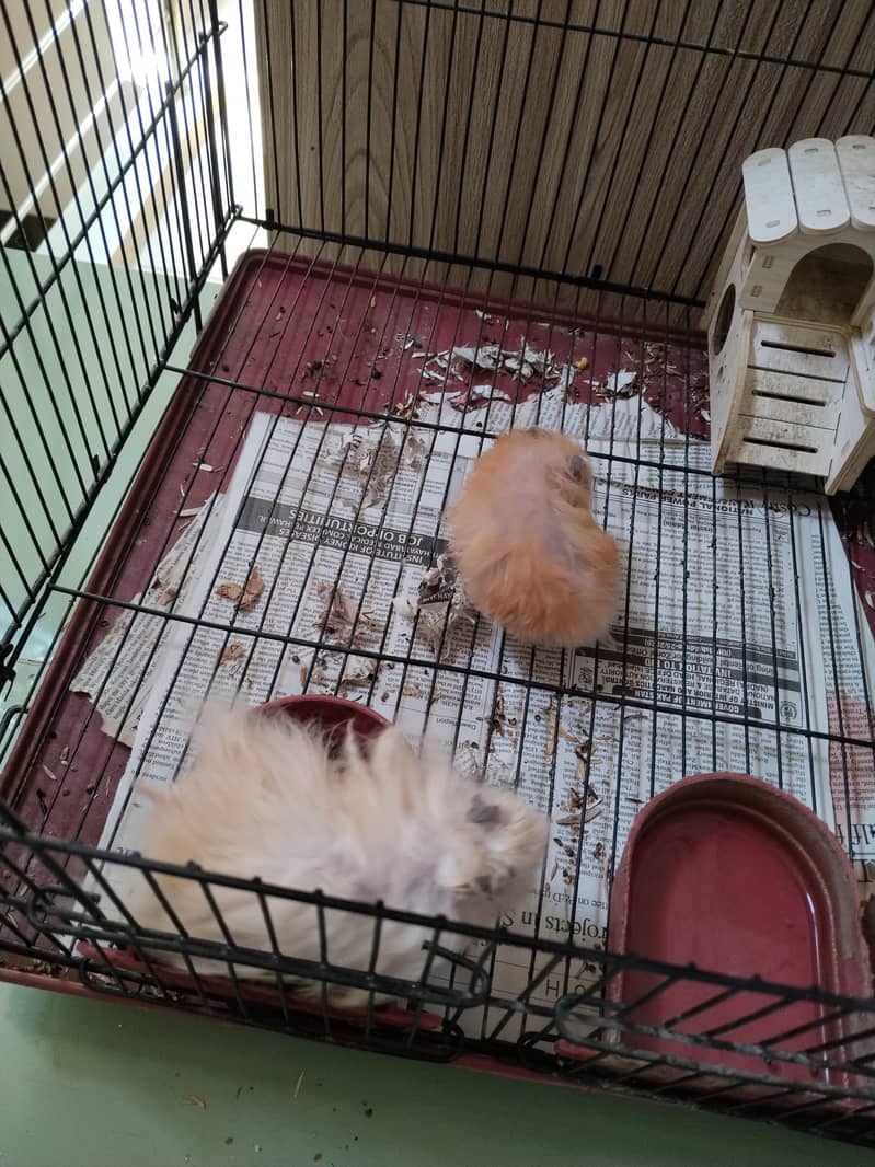 Hamsters 3