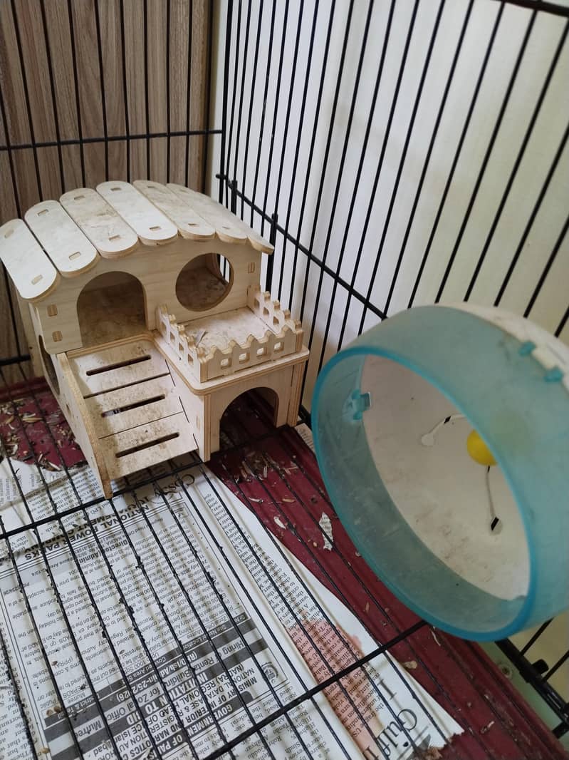 Hamsters 4