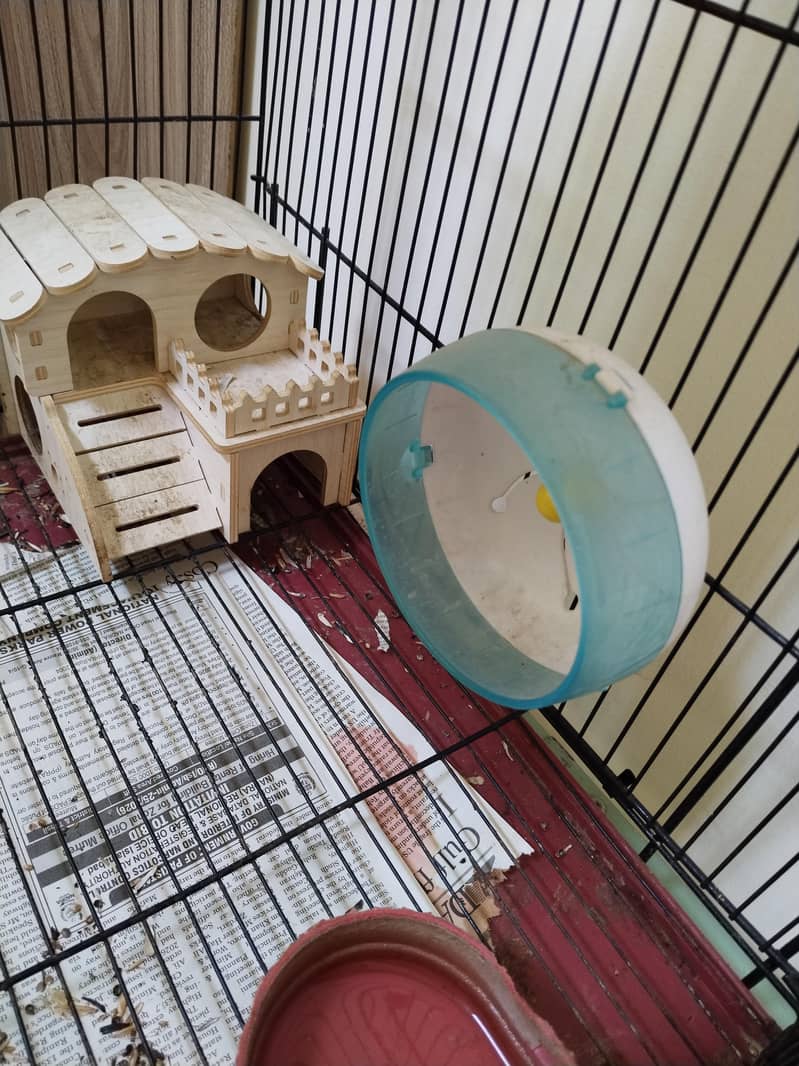Hamsters 5