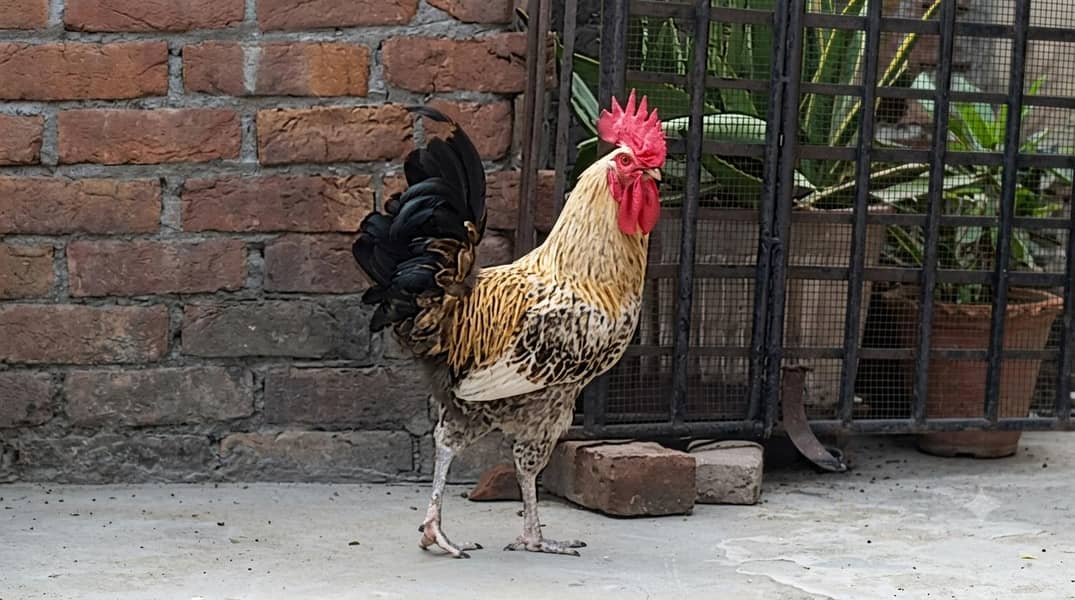 Desi murga 1